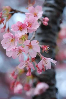 春日樱花花朵摄影图 春日樱花花朵摄影图