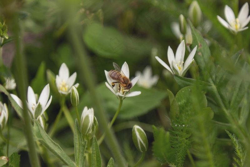辛勤采蜜的蜜蜂
