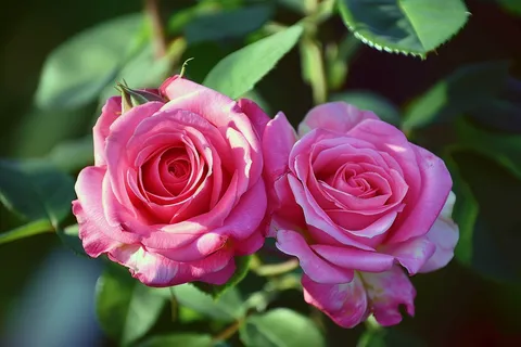 玫瑰花鲜花花朵摄影图