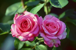 玫瑰花鲜花花朵摄影图