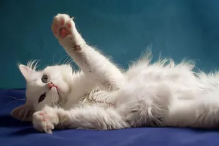 猫咪宠物猫可爱动物摄影图