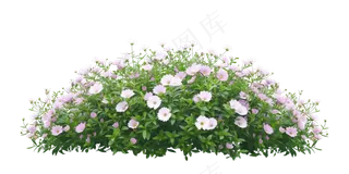 免抠开花灌木