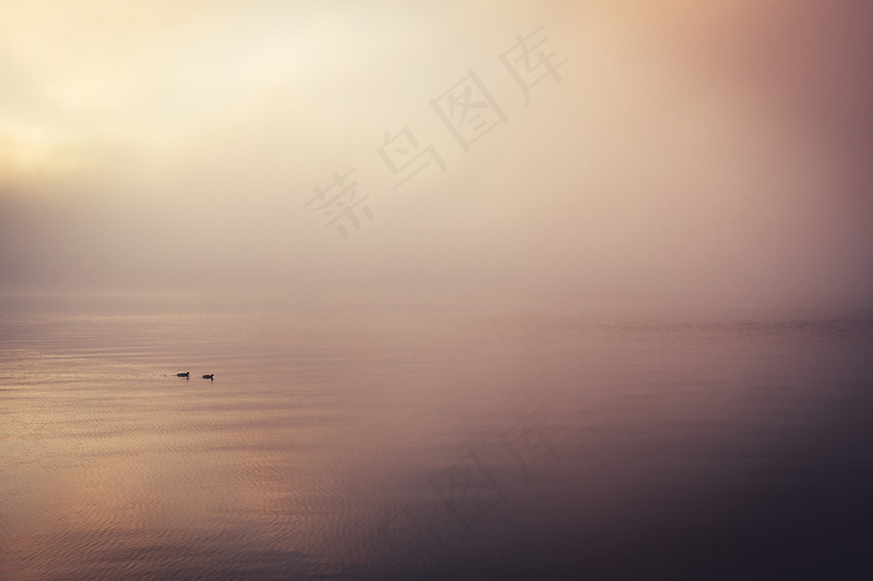 云雾森林图片