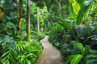 山林森林绿色大自然风景摄影图