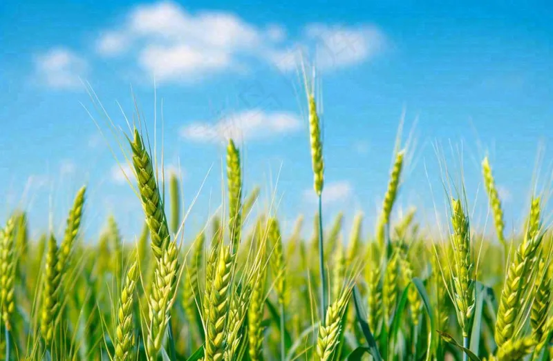 晴天小麦地麦穗绿色小满芒种摄影图(1344x880)