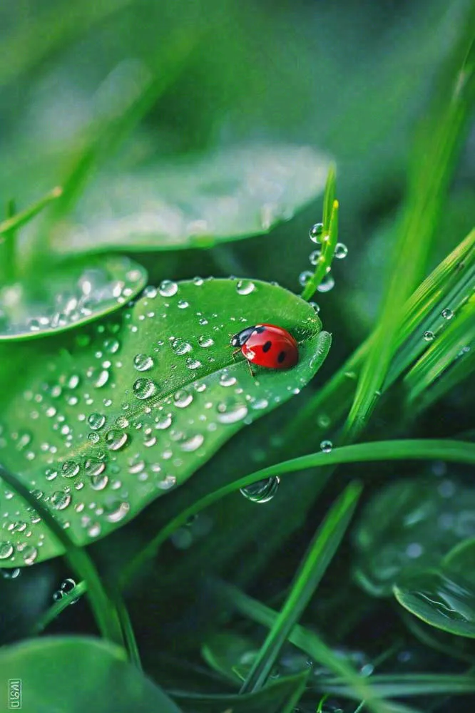 绿叶草丛露珠瓢虫昆虫雨水谷雨惊蛰摄影图(896x1344)