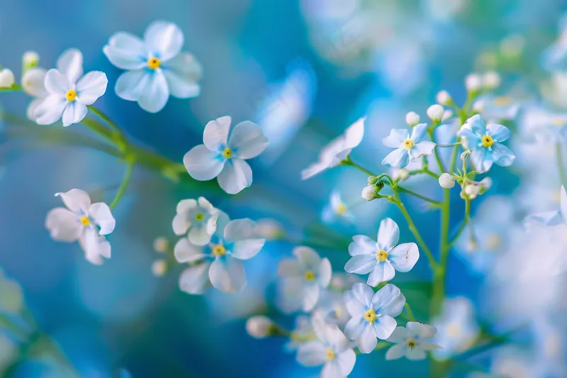 白色小花朵蓝绿色春夏摄影图(4032x2688)