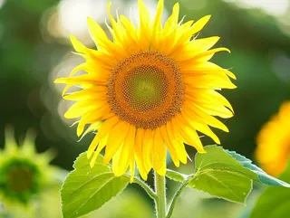 向日葵向阳鲜花摄影图