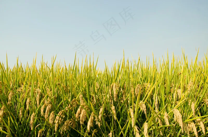 稻田稻穗图片