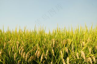 稻田稻穗图片