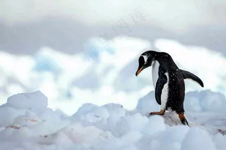 冰雪天地的企鹅寒冷动物摄影图