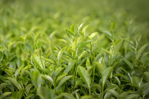 户外茶园茶叶 户外茶园茶叶