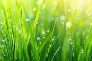 春天绿草丛清晨露珠雨水谷雨摄影图