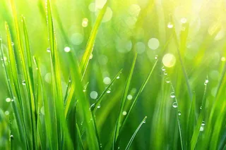 春天绿草丛清晨露珠雨水谷雨摄影图