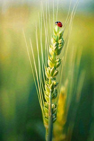 绿色小麦麦穗上的瓢虫昆虫小满芒种摄影图