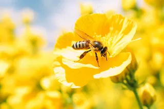 春天油菜花蜜蜂采蜜摄影图