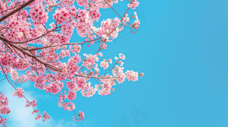 春日樱花花朵摄影图(4368x2448)