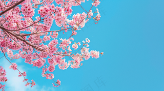 春日樱花花朵摄影图