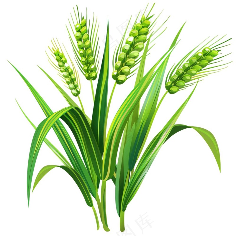 绿色小麦麦穗芒种小满卡通插画免抠