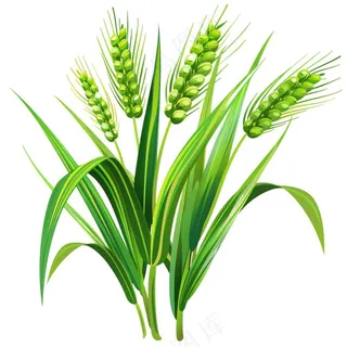 绿色小麦麦穗芒种小满卡通插画免抠