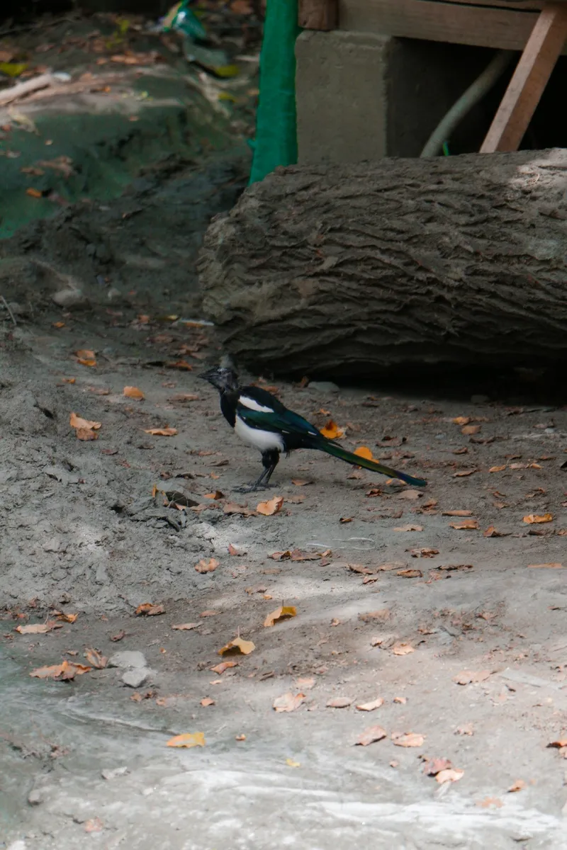 户外喜鹊鸟类生物