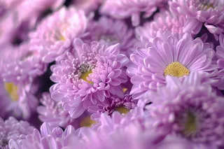 紫色菊花鲜花植物摄影图