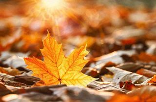 秋天落叶枫叶夕阳阳光立秋秋分摄影图