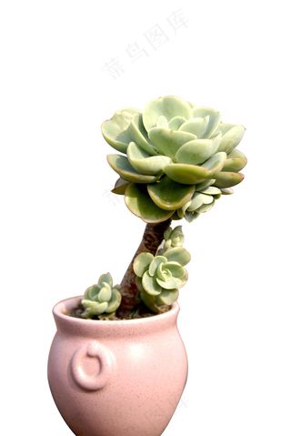 多肉植物 免抠