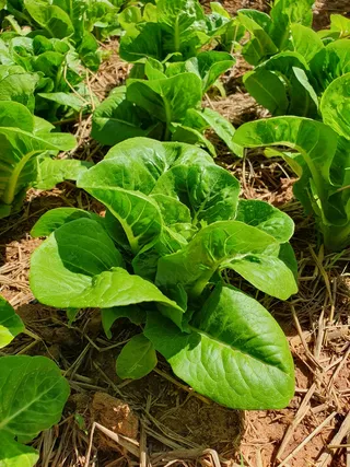 菜园的绿色新鲜蔬菜