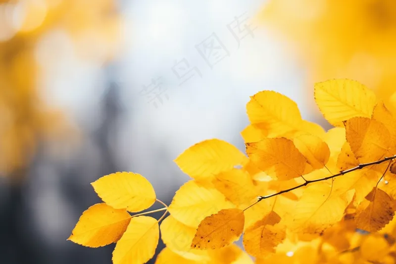 秋天黄叶树叶树枝摄影图 (4032x2688)