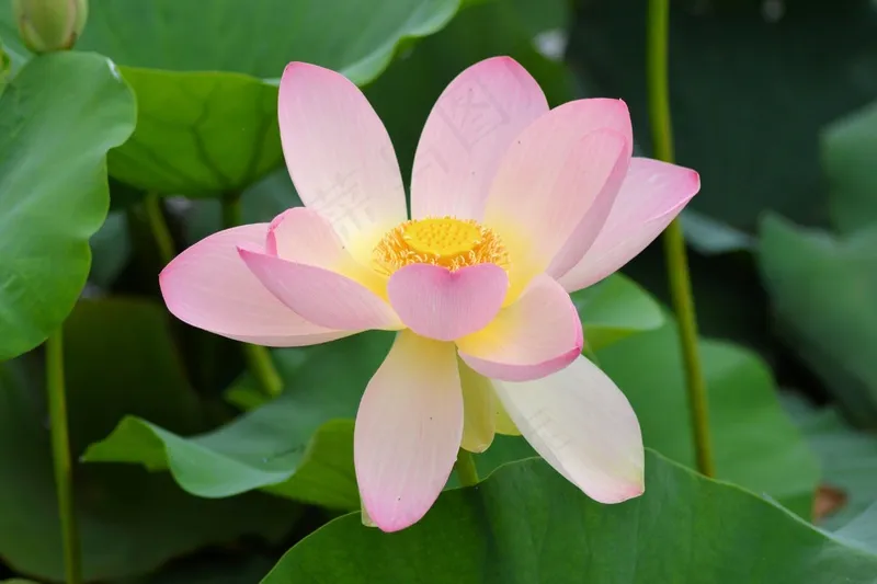 粉色荷花莲花绽放花朵