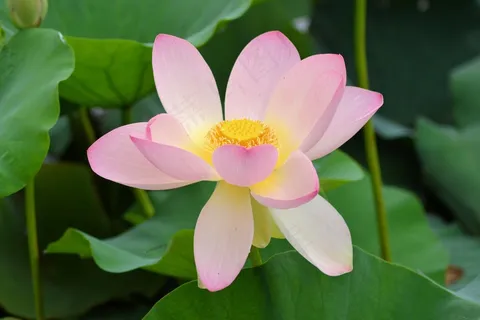 粉色荷花莲花绽放花朵 粉色荷花莲花绽放花朵