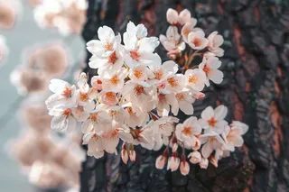 春日樱花花朵摄影图