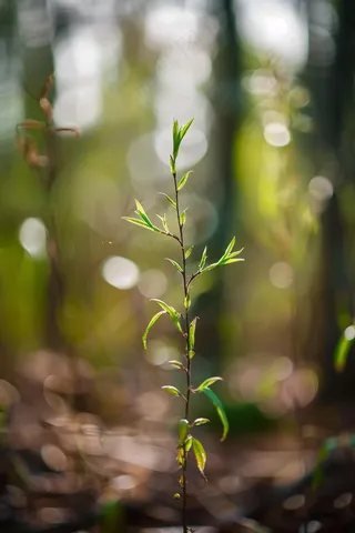 春天抽新芽的树枝光圈摄影图