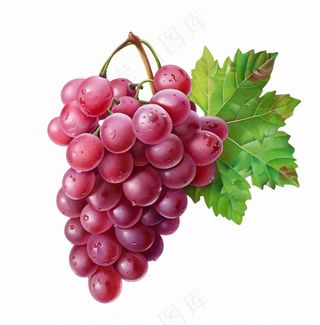 葡萄水果插画卡通免抠