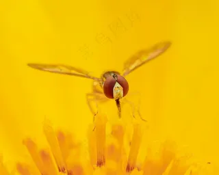 花间采蜜的蜜蜂