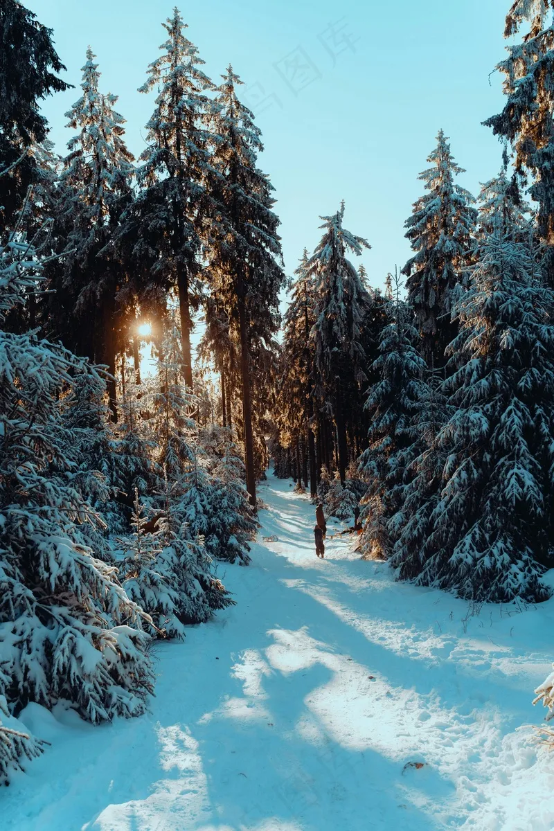 白雪覆盖的早晨的森林