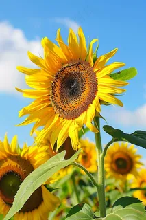 向日葵向阳鲜花摄影图