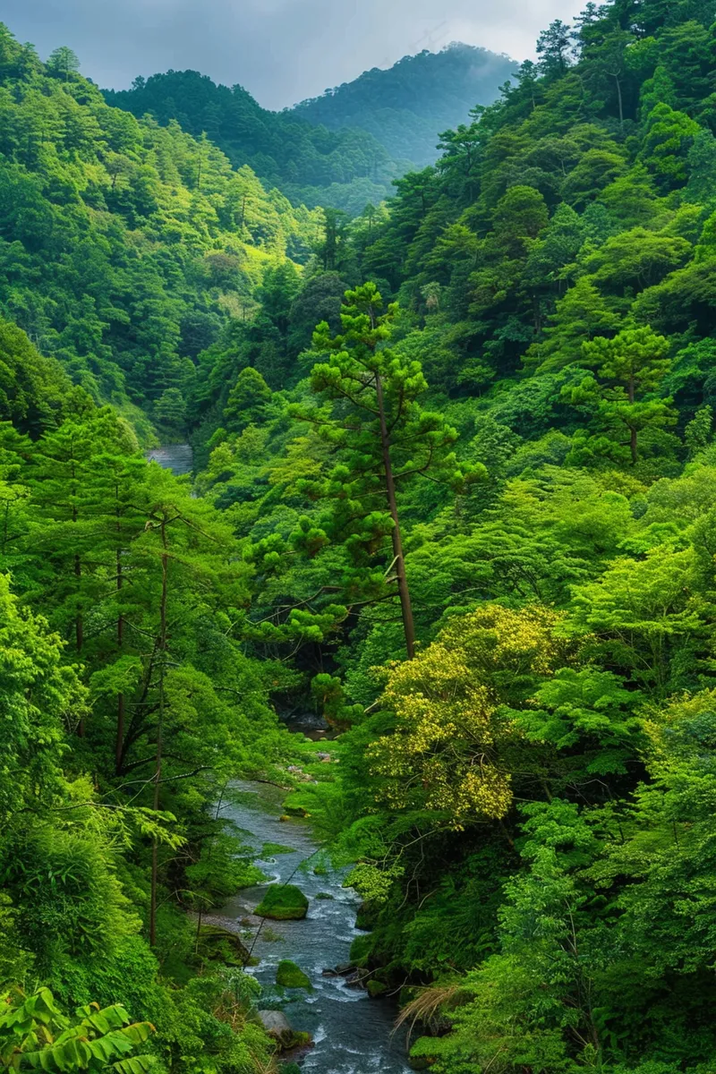 山林森林绿色大自然风景摄影图(2688x4032)