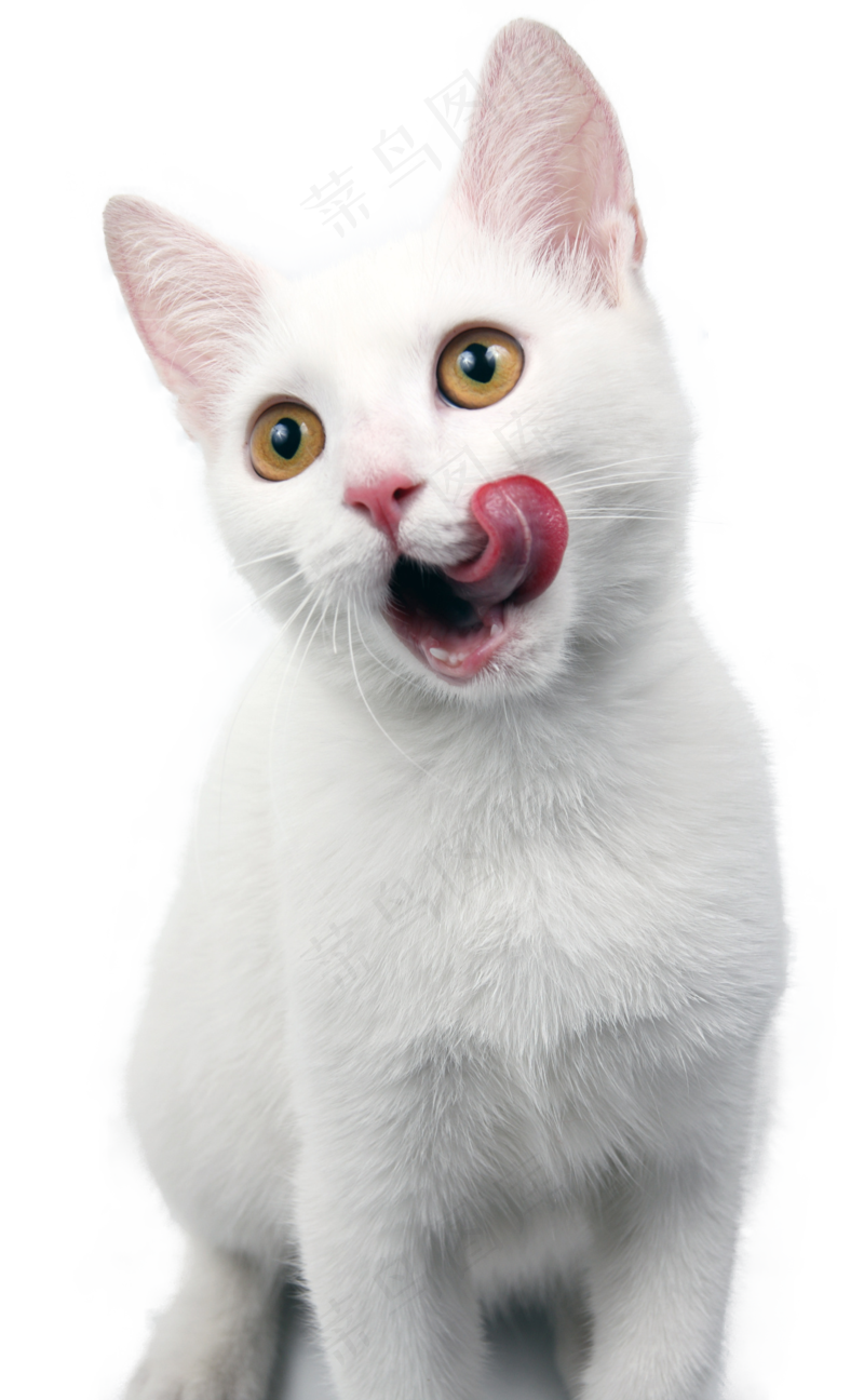可爱猫咪摄影
