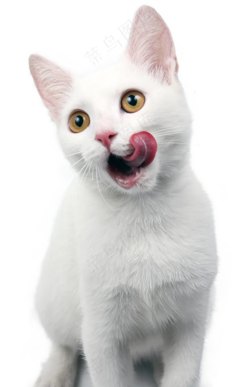 可爱猫咪摄影