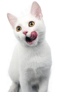 可爱猫咪摄影 可爱猫咪摄影