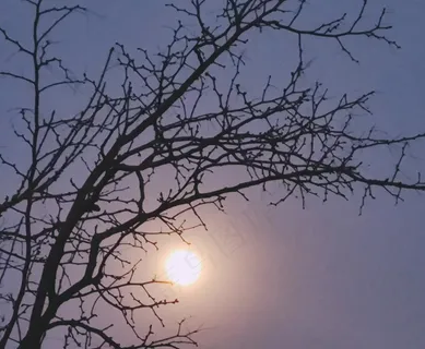 傍晚时分月上枝头 傍晚时分月上枝头