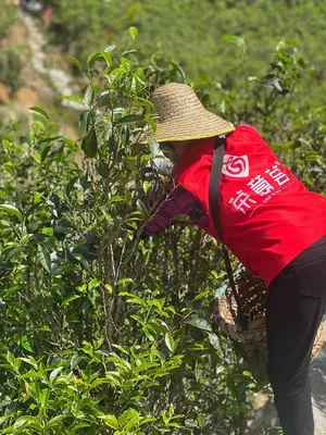 凤凰单丛春茶采摘