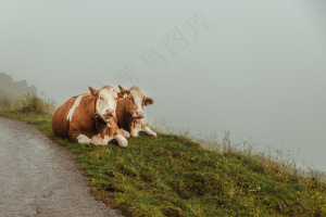 云雾森林图片