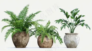 室内盆栽绿植装饰品类摄影图