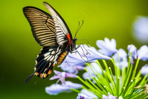 翩翩起舞的彩蝶于花间