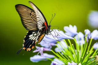 翩翩起舞的彩蝶于花间