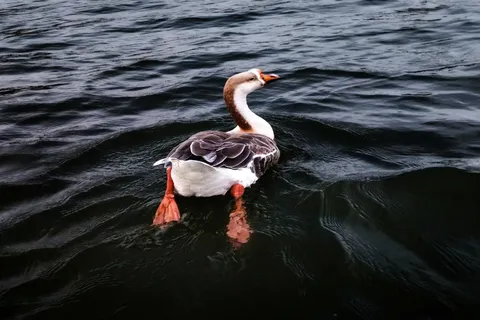 高清动物图片 (12)