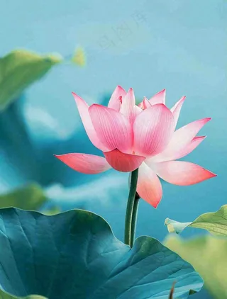 夏天池塘荷花荷叶蓝色唯美处暑大暑小暑摄影图